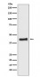 Anti-COUP TF1 NR2F1 Monoclonal Antibody